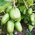 Set 2 Kiwi Plants Live, Well-Rooted Starter Plants, Hardy Kiwi Tree Live Plant, Sweet Kiwi Vine Live Plant, 5-9" Tall