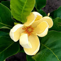 Yellow Bird Magnolia Tree Live Plant, Magnolia Tree Shrub Plant in 2.5" Pot, 6-12 Inches