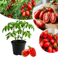 2 Long Red Tomato Plants, 6-8 Inc Tall, Live Tomato Plants for Planting