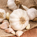 1 Pound Garlic Bulbs for Planting, Fresh High-Yield Hardy Garlic for Garden or Container Growing