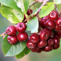Red Chokeberry Tree Live Plant, 9-12" Tall Aronia Berry Shrub for Garden, Landscape, and Container Growing