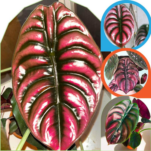 2 Rare Red Alocasia Plants Live Houseplant for Indoor Outdoor Growing, 4 to 8 Inches Tall, Rare and Hardy