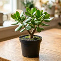 Jade Live Plant in 4" Pot, Crassula Succulents Plant, Compact Succulent Plants Live, 4-7 Inches Tall for Indoor Houseplant