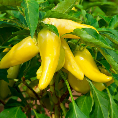 2PPP Yellow Banana Pepper Plants Live, Pepper Plants, 4-7'' Tall