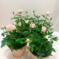 Mini Rose Bush Live Plant in 3.5'' Pot, Miniature Rose Plant Live, 3-5'' Tall, Mini Rose Plant, Live Flower Plant for Office and Home Decoration (Light Pink)