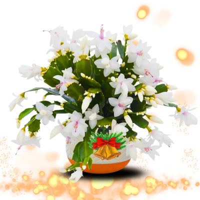 Thanksgiving Cactus Plants Live in 4" Pot, Holiday Christmas Cactus, Colorful Indoor Houseplant, Zygocactus Like, Ready to Bloom (White)