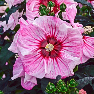 Luna Pink Swirl Hibiscus Plants Live 5-9" in Tall, Hardy Hibiscus Tree Live Plant Year-Round Blooming, No Pot, Outdoor Perennial Planting
