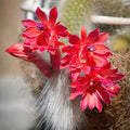 Trailing Monkey Tail Cactus Live Plant, 6-8 Inch Bare Root, Rare Succulent Plant for Indoor Growing, Pots and Hanging Planters