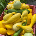 3 Squash Plants Live, Yellow Squash Plant, 4 to 6 Inc Tall Vegetable Plant Pot Starter Plant
