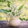 10 Lily of The Valley Plants Live, Lilies Flower Bulbs Bareroots, Perennial Flowering Plants for Outdoor Growing