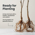 Purple Wisteria Plant in 4 Inch Pot, Wisteria Vine Starter, Hardy Climbing Flowering Vine for Trellis, Arbor or Garden