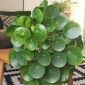 Set of 2 Money Plant Live, Pilea Peperomioides Plants, 4 to 6 Inches Long, Live Money Plant for Garden