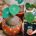 XL Large Stephania Cephalantha Bulb Size 2.5" to 3" Wide, Large Size for Fast Growing Stephania Plant Indoor Outdoor, Erecta Caudex Like, Rare Succulent Houseplant