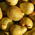 Pear Live Plant, Sweet Crisp Fruit Tree, 6-10 Inch Tall