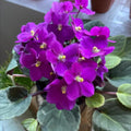 African Violet Plant, Purple African Violets Live Plants, 4 to 6 Inc Tall