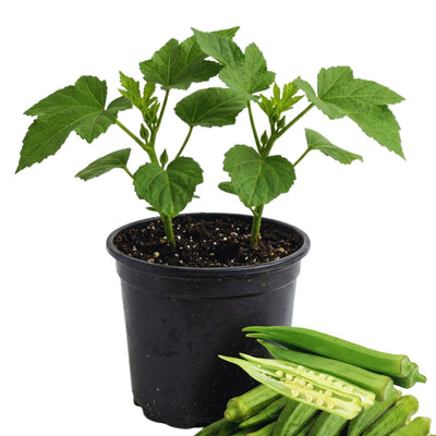 2 Green Okra Plants Live, Okra Live Plant, Perennial Vegetable Plant Gardening, 4 to 6 Inc in Height Backyard Garden