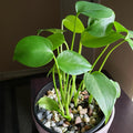 Monstera Deliciosa Live Plant, Monstera Deliciosa House Indoor Plant Live in a 4 Inches Pot
