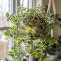 Velvet Tradescantia Live Plant in 3.5" Pot, Wandering Jew Plants Live Houseplants Large Size, Fast Growing Plant Indoor Outdoor