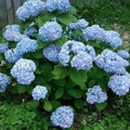 Well-Rooted Hydrangea Live Plant in 2.5 Inch Pot, Hydrangea Tree Shrub Bush Perennial Outdoor Planting (Blue Bigleaf)