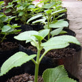 Set 4 Cuban Oregano Plants, 4 to 7 Inch Tall Starter Plant, Without Pot, Fresh Herb Oregano Live Plant for Patio and Garden, Culinary Herbs Fragrant Leaves