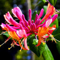 Fragrant Climbing Honeysuckle Plant Live Vine, Lonicera Perennial Honeysuckle Plants Bushes Shrubs for Planting