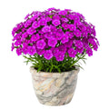 Pack 2 Purple Pink Dianthus Live Plant, Pink Carnation Flower in Pot, Perennial Plant for Garden and Container Growing, 5-8" in Tall