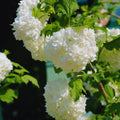 Viburnum Plant Live, Snowball Bushes Plant, 6 to 8 Inc Tall, Snowball Live Plant in 4 Inches Potted, Outdoor Planting