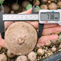2.5"-3" Cephalantha Stephania Plant Medium Caudex, Medium Succulent with No Hair Roots, Already Sprouts, Rare Caudex for Indoor Outdoor, Cold Hardy