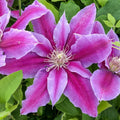 Pink Clematis Vine Plant Live for Planting, Fragrant Clematis Plant Live in 2.5 Inches Pot, Clematis Flowers Perennial