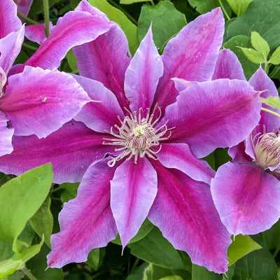 Clematis Vine Plant Live for Planting, Pink Clematis Plant Live in 2.5 Inches Pot, Clematis Flowers Perennial
