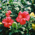 3 Hardy Hibiscus Plants Live, Red Hibiscus Flowers Plant, Hibiscus Live Plant, 5 to 7 Inc in Height Seedling, No Pot