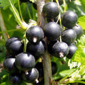 Currant Bush Live Plant, Currant Plant Live for Planting Sweet Current Plant Shrub, Currant Berries, 1 Year Bare Root, 6-12 Inch Tall (Black Currant)
