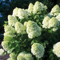 Change Color Hydrangea Live Plant in 2.5 Inch Pot, Hydrangea Trees Shrub Bush Perennial Outdoor Planting (White to Pink)