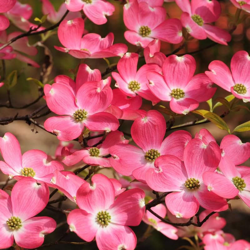 Pink Dogwood Tree Live Plant for Planting, 8-14 Inch Tall, Dogwood Live Plant Dogwood Bush, Dogwood Plant Live to Grow Outdoors, in Pot