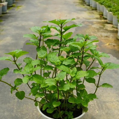 Live Mint Herb Plant, Perennial Mint Plant, Fragrant Mints, 3.5 Inch Pot for Indoor or Outdoor Growing (Orange Mint)