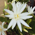 White Easter Cactus Plant Live, 4 Inc Pot, House Plant Live, Holiday Cactus Plants Indoor Outdoor Gardening