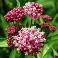 2 Pink Milkweed Plants Live Butterfly Asclepias Tuberosa, Wildflowers Perennial Bush, Swamp Common Plant, 5-9" in Tall, No Pot