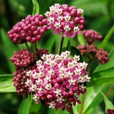 2 Pink Milkweed Plants Live Butterfly Asclepias Tuberosa, Wildflowers Perennial Bush, Swamp Common Plant, 5-9" in Tall, No Pot