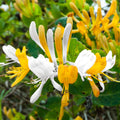 Yellow White Honeysuckle Bush Climbing, Honeysuckle Plant Live Vine, Fragrant Lonicera Perennial Bushes Shrubs Potted