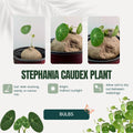 Stephania Cephalantha Bulb Size 3 to 3.5" Wide, Large Size for Fast Growing Stephania Plant Indoor Outdoor, Erecta Caudex Like, Rare Succulent Houseplant