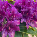 Big 1 Gallon Purple Rhododendron Plants Live, 1-3 Years Old Azalea Plants Live Shrubs Bushes for Planting, Very Well Rooted