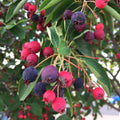 Serviceberry Plant, 6-12 Inch - Leafless in Winter, Perennial Serviceberry Plants, Bare Root, Strong Roots, Fruit Plants for Home Garden