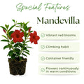 Set 2 Red Mandevilla Live Plant Vine, Mandevilla Plant, 4-6 Inches Tall, Climbing Shrubs for Trellis and Outdoor Garden
