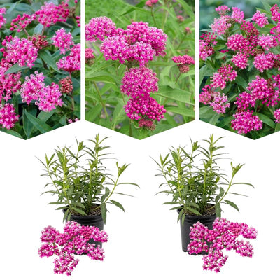 2 Pink Milkweed Plants Live Butterfly Asclepias Tuberosa, Wildflowers Perennial Bush, Swamp Common Plant, 5-9" in Tall, No Pot