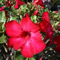 Red Desert Rose Live Plant, Succulent Cactus Plant, Adenium Desert Rose Plant Live, Colorful Bonsai Tree, 4 to 8 Inches Tall