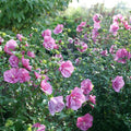 1 Magenta Rose of Sharon Plant Live 4 Inch Pot, Hardy Hibiscus Shrub with Vibrant Blooms, Althea Hibiscus Syriacus Flowers