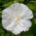 Hibiscus Rose of Sharon Plant Live, 4" Potted Althea Syriacus Flowers for Spring Planting, Hardy Shrub with Vibrant Blooms (White)