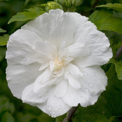 Hibiscus Rose of Sharon Plant Live, 4" Potted Althea Syriacus Flowers for Spring Planting, Hardy Shrub with Vibrant Blooms (White)