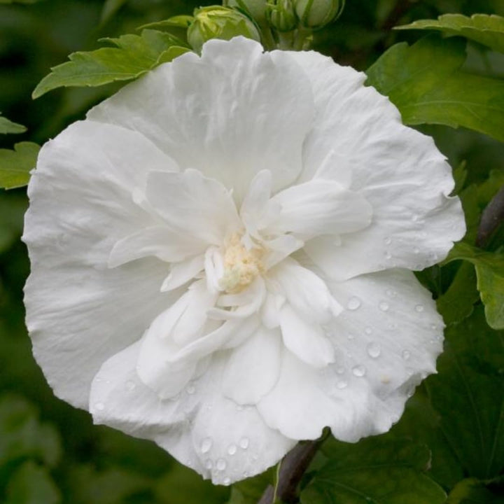 Hibiscus Rose of Sharon Plant Live, 4" Potted Althea Syriacus Flowers for Spring Planting, Hardy Shrub with Vibrant Blooms (White)