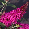 Raspberry Butterfly Bush Live Shrub Plant Shrub, Buddleia Bush Well Rooted, 5 to 10 Inc Tall